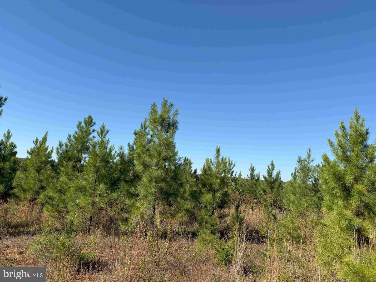 WOODFORK ROAD (RT. 650) (TRACT ROGERS-2), CHARLOTTE COURT HOUSE, Virginia 23923, ,Farm,For sale,WOODFORK ROAD (RT. 650) (TRACT ROGERS-2),VACE2000024 MLS # VACE2000024
