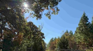 WOODFORK ROAD (RT. 650) (TRACT ROGERS-2), CHARLOTTE COURT HOUSE, Virginia 23923, ,Farm,For sale,WOODFORK ROAD (RT. 650) (TRACT ROGERS-2),VACE2000024 MLS # VACE2000024