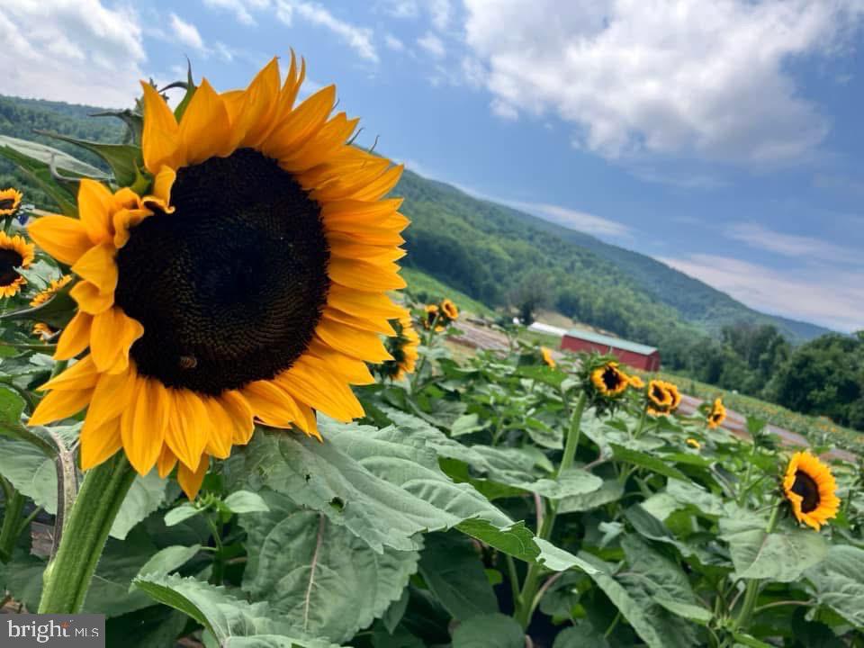 203 TIMBERS, WINTERGREEN, Virginia 22967, 1 Bedroom Bedrooms, 2 Rooms Rooms,1 BathroomBathrooms,Residential,For sale,203 TIMBERS,VANL2000576 MLS # VANL2000576