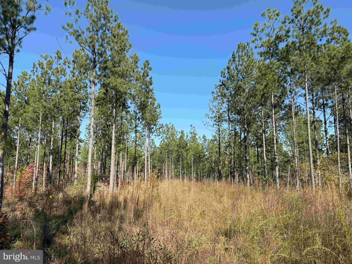WOODFORK ROAD (RT. 650) (TRACT ROGERS-4), CHARLOTTE COURT HOUSE, Virginia 23923, ,Farm,For sale,WOODFORK ROAD (RT. 650) (TRACT ROGERS-4),VACE2000026 MLS # VACE2000026