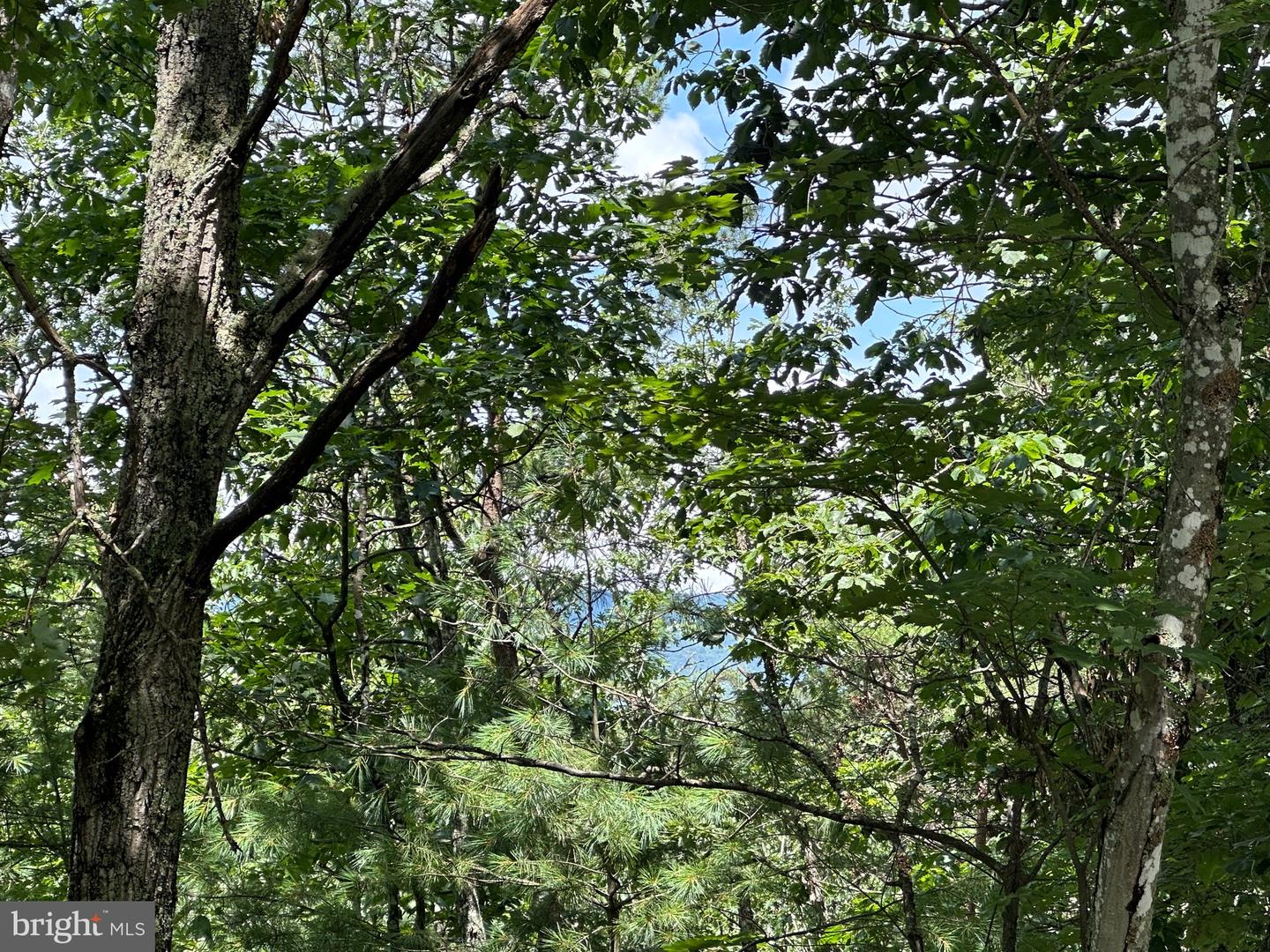 LOT 24 MT SNOW CT, BASYE, Virginia 22810, ,Land,For sale,LOT 24 MT SNOW CT,VASH2011938 MLS # VASH2011938