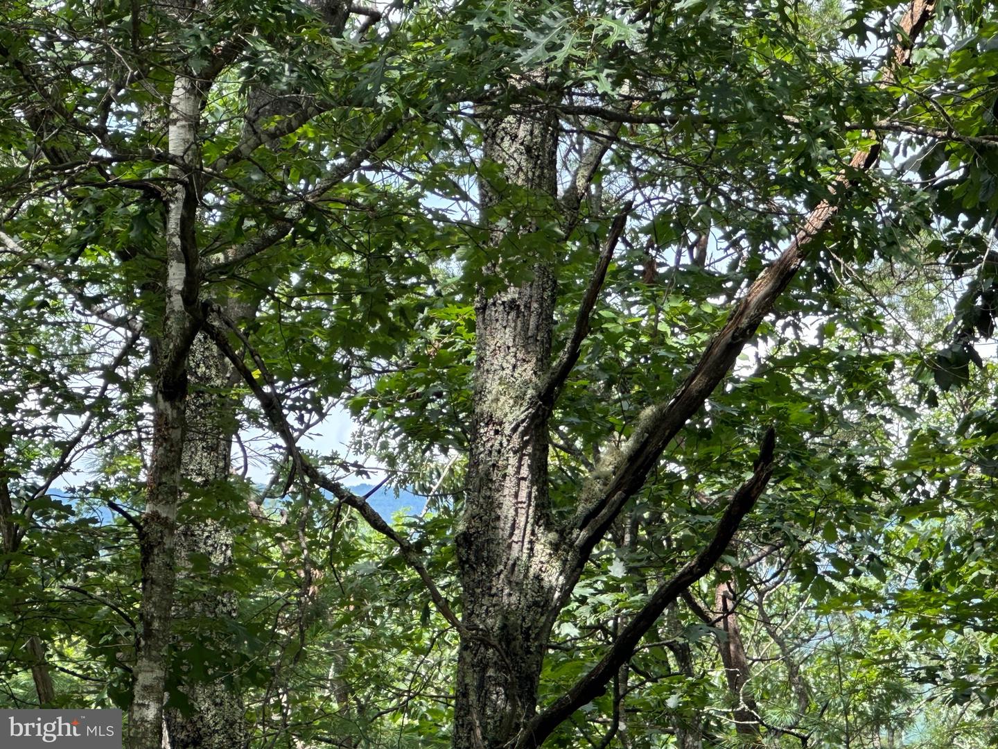 LOT 24 MT SNOW CT, BASYE, Virginia 22810, ,Land,For sale,LOT 24 MT SNOW CT,VASH2011938 MLS # VASH2011938