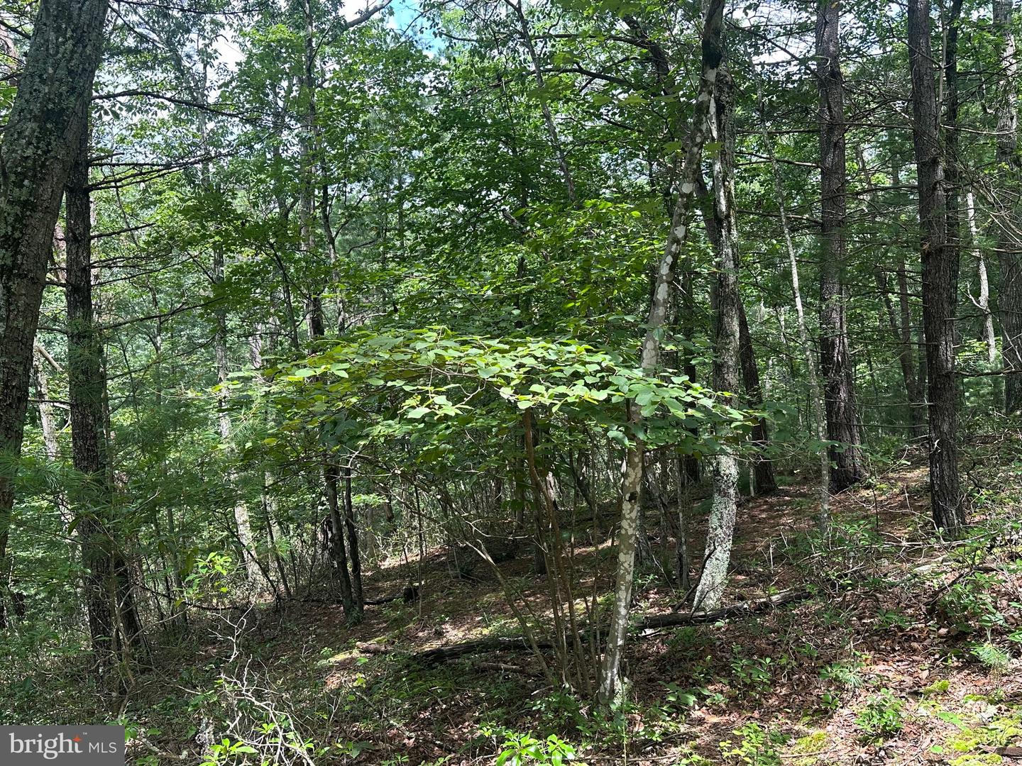 LOT 24 MT SNOW CT, BASYE, Virginia 22810, ,Land,For sale,LOT 24 MT SNOW CT,VASH2011938 MLS # VASH2011938