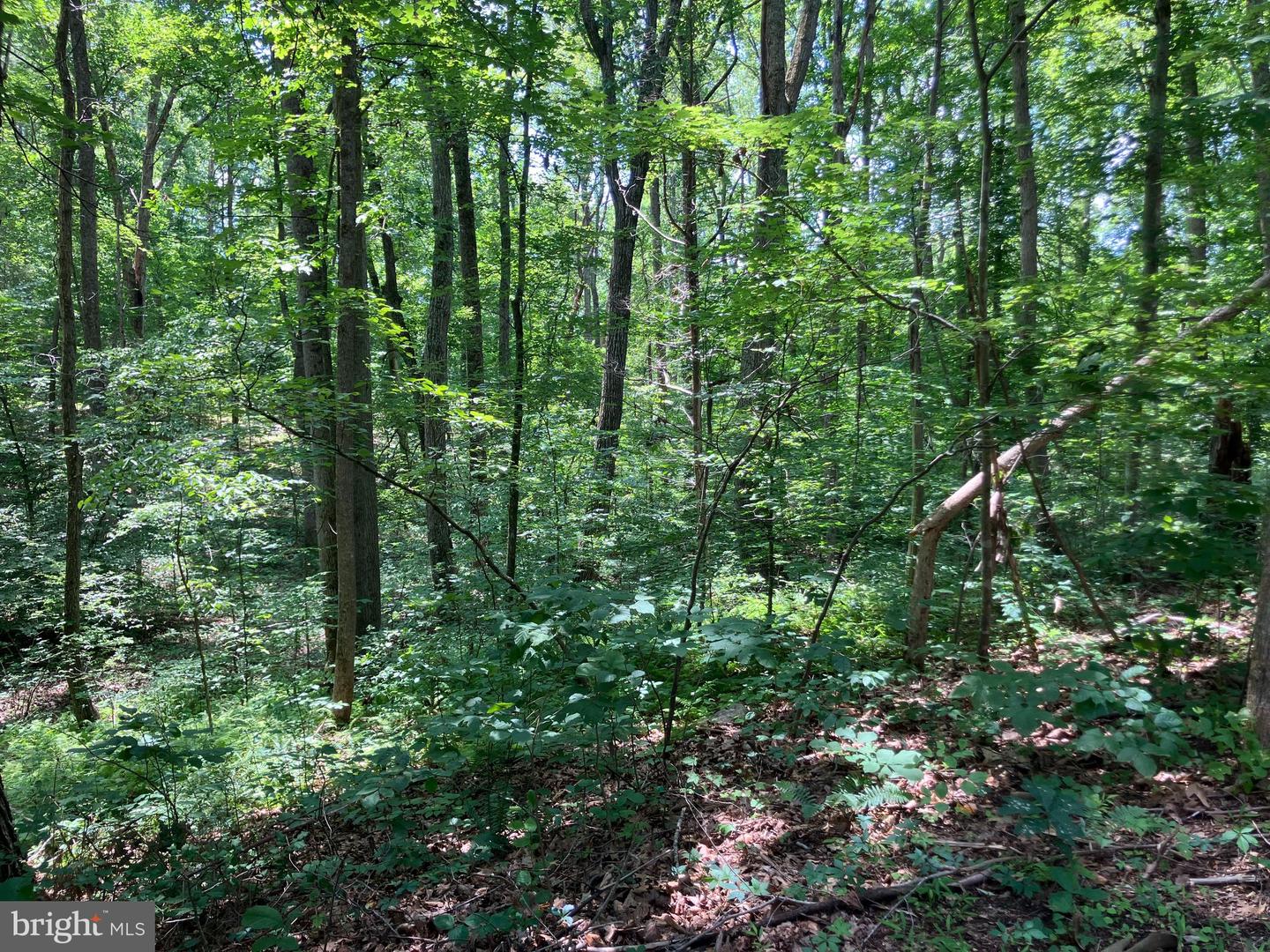 LOT 1223 N LAKESHORE DR, LOUISA, Virginia 23093, ,Land,For sale,LOT 1223 N LAKESHORE DR,VALA2008186 MLS # VALA2008186