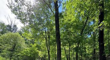 LOT 151 TOMAHAWK TRAIL, WINCHESTER, Virginia 22602, ,Land,For sale,LOT 151 TOMAHAWK TRAIL,VAFV2035338 MLS # VAFV2035338