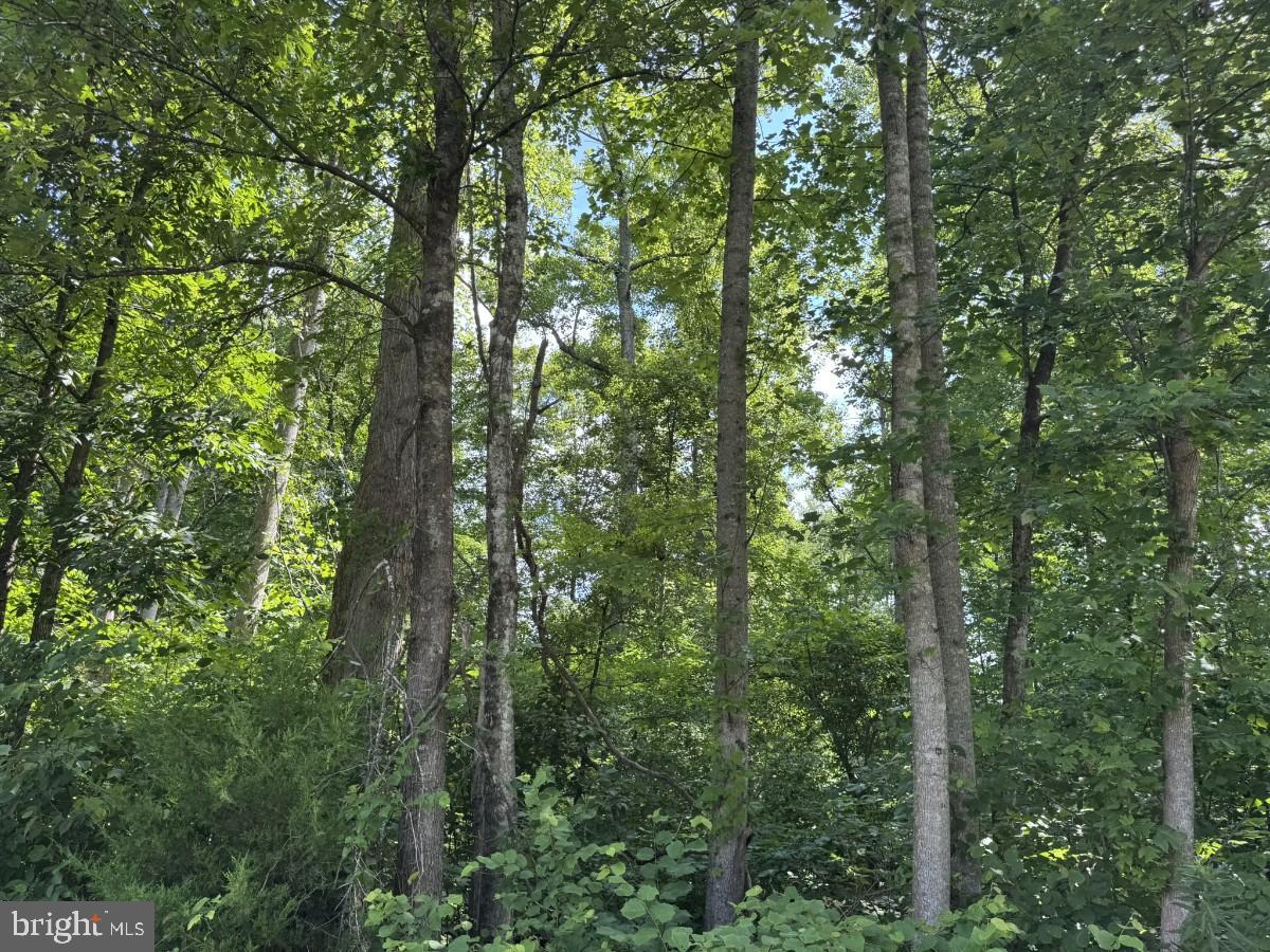 FISH RD, EMPORIA, Virginia 23847, ,Land,For sale,FISH RD,VAGE2000014 MLS # VAGE2000014