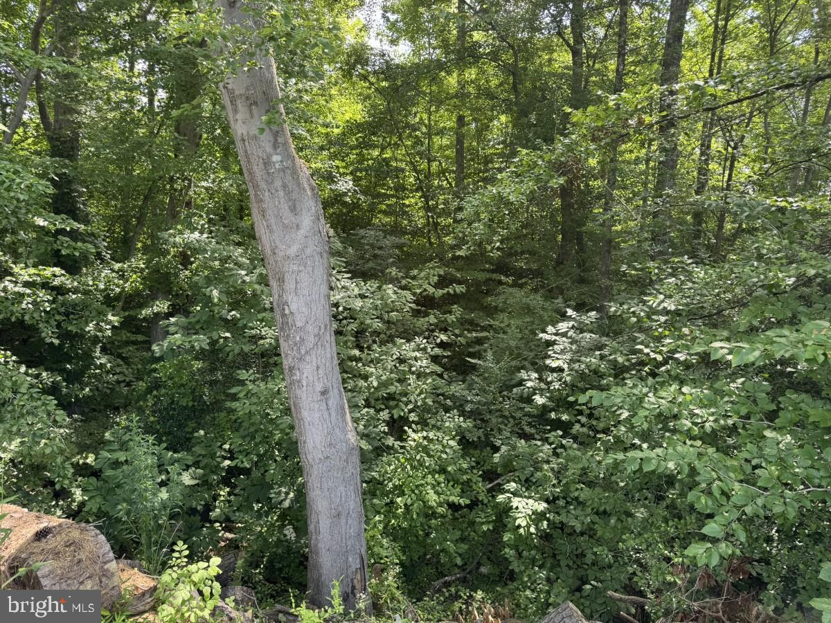 FISH RD, EMPORIA, Virginia 23847, ,Land,For sale,FISH RD,VAGE2000014 MLS # VAGE2000014
