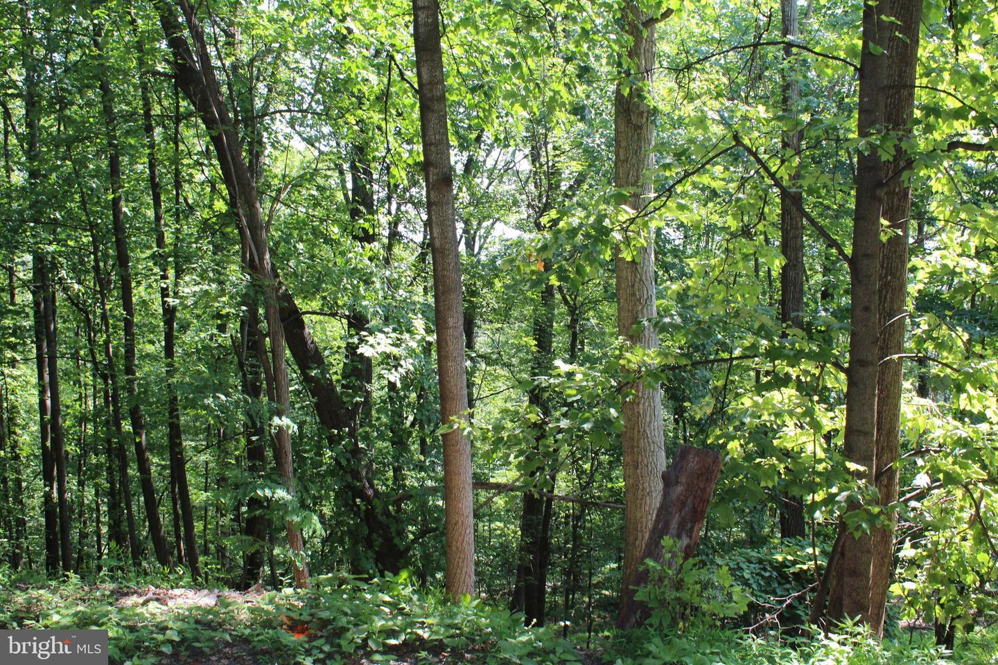 1507 SUMMIT DR, HAYMARKET, Virginia 20169, ,Land,For sale,1507 SUMMIT DR,VAPW2098682 MLS # VAPW2098682