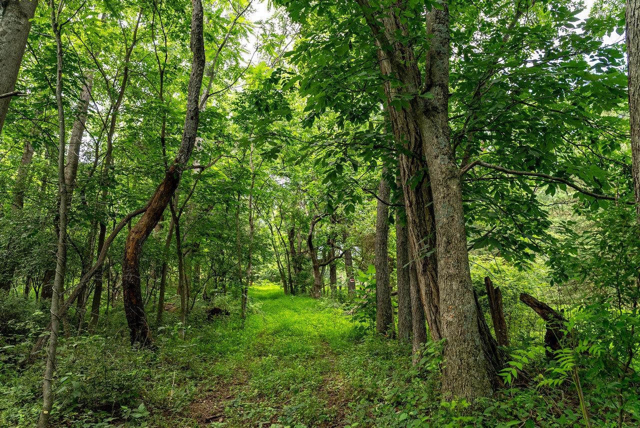 TBD WILLIAMSBURG RD, LINVILLE, Virginia 22834, ,Land,TBD WILLIAMSBURG RD,666555 MLS # 666555