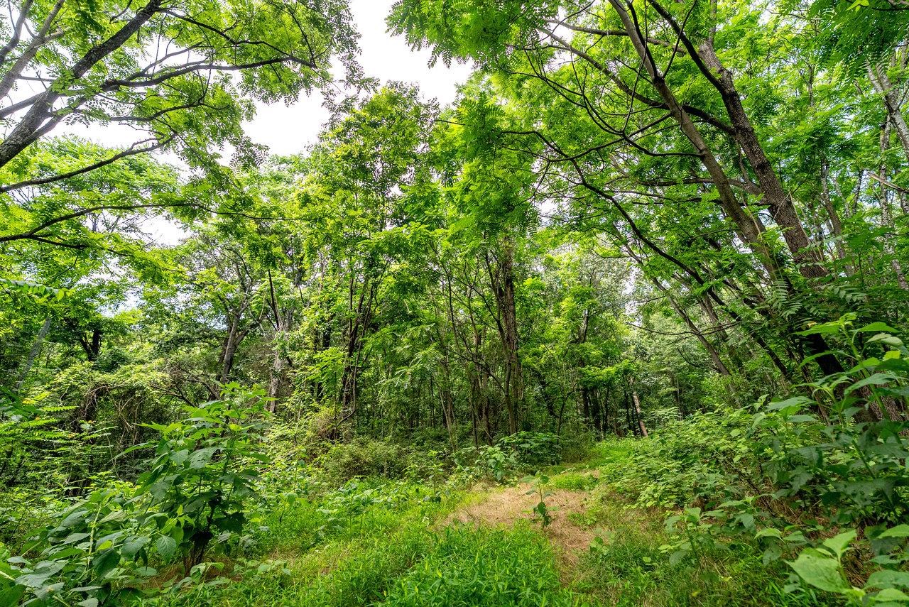 TBD WILLIAMSBURG RD, LINVILLE, Virginia 22834, ,Land,TBD WILLIAMSBURG RD,666555 MLS # 666555