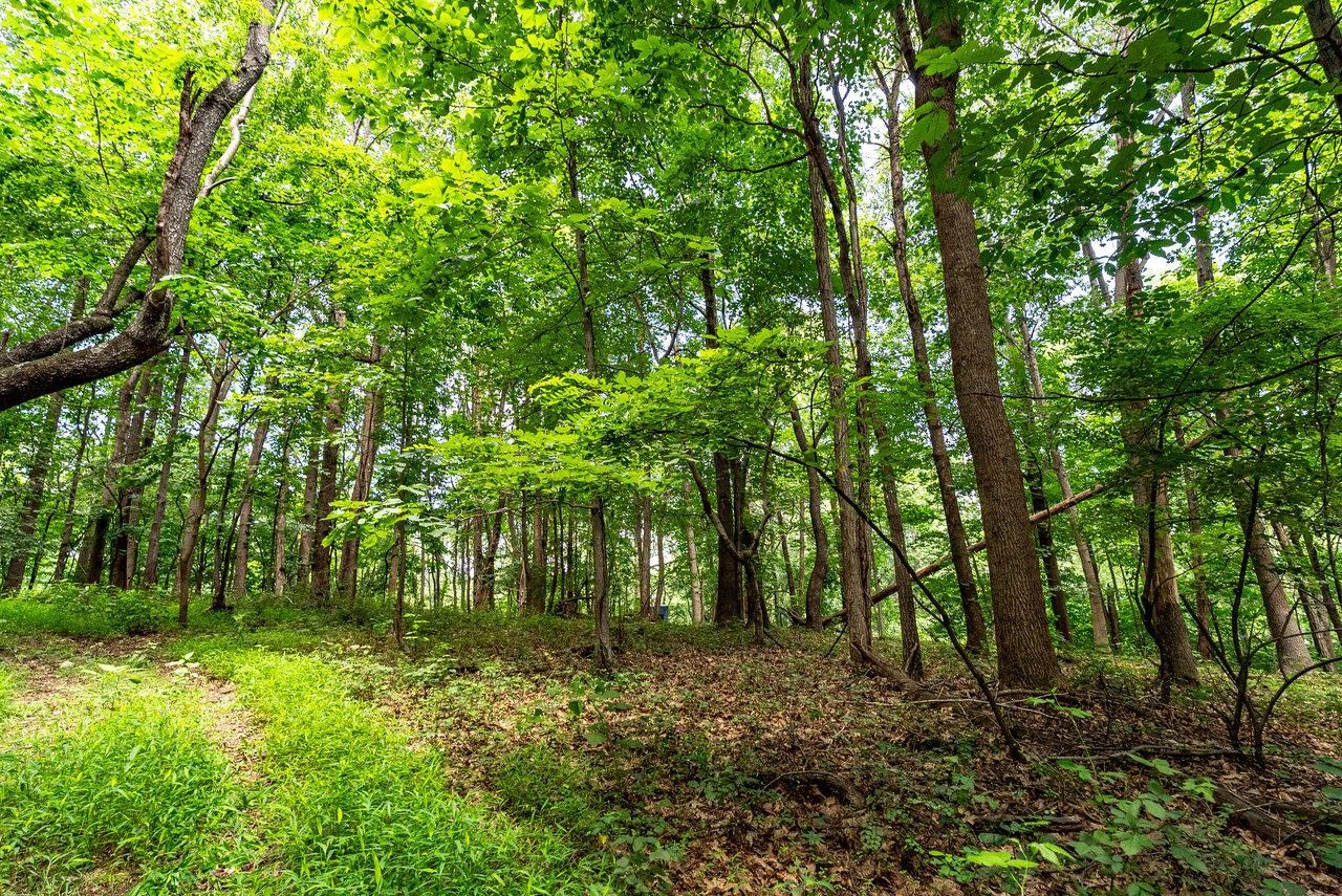 TBD WILLIAMSBURG RD, LINVILLE, Virginia 22834, ,Land,TBD WILLIAMSBURG RD,666555 MLS # 666555