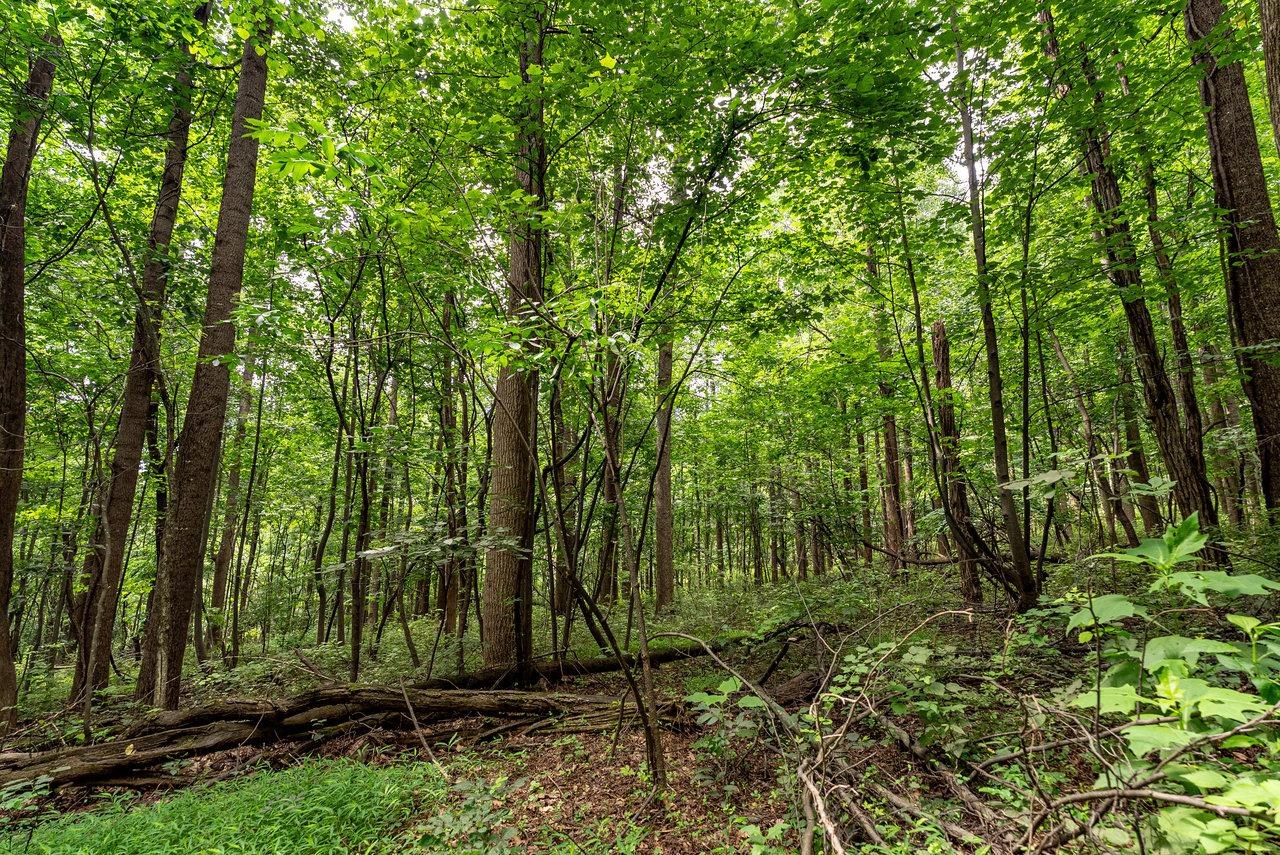 TBD WILLIAMSBURG RD, LINVILLE, Virginia 22834, ,Land,TBD WILLIAMSBURG RD,666555 MLS # 666555