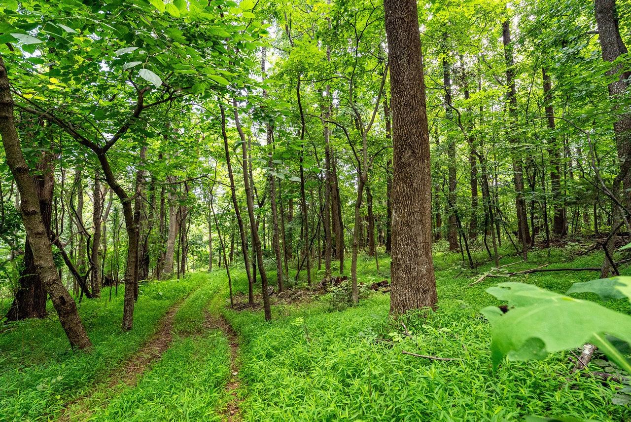 TBD WILLIAMSBURG RD, LINVILLE, Virginia 22834, ,Land,TBD WILLIAMSBURG RD,666555 MLS # 666555