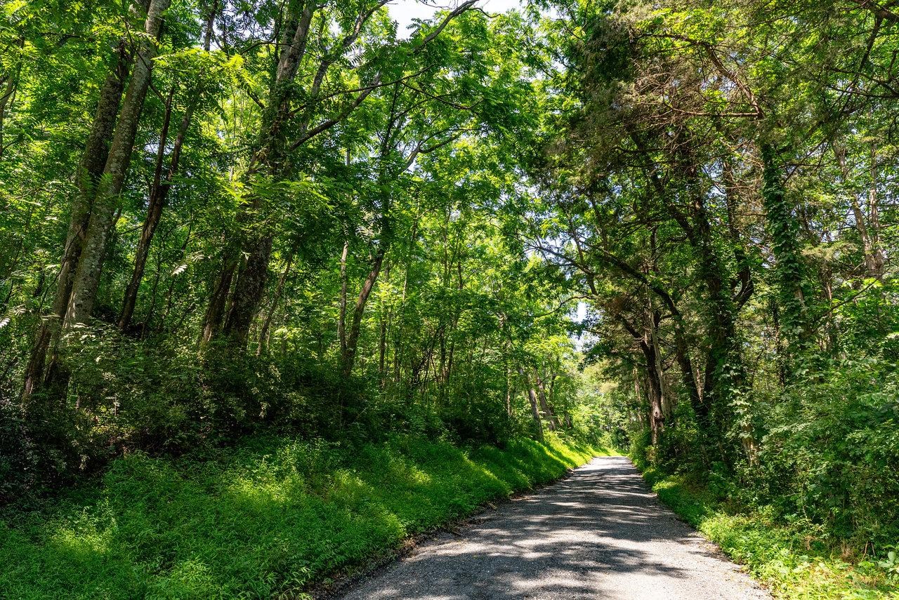 TBD WILLIAMSBURG RD, LINVILLE, Virginia 22834, ,Land,TBD WILLIAMSBURG RD,666555 MLS # 666555