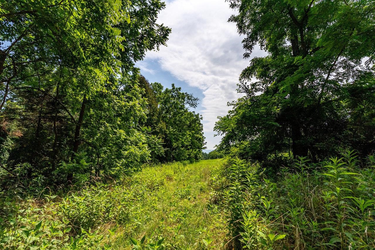 TBD WILLIAMSBURG RD, LINVILLE, Virginia 22834, ,Land,TBD WILLIAMSBURG RD,666555 MLS # 666555