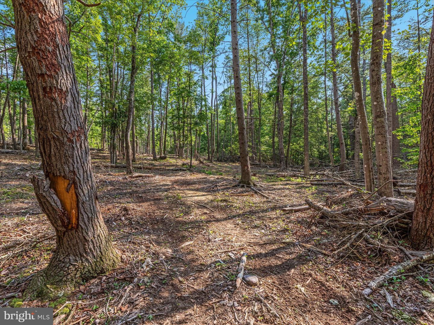 QUAIL RD, BASYE, Virginia 22810, ,Land,For sale,QUAIL RD,VASH2011686 MLS # VASH2011686