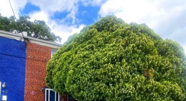41 UNDERWOOD ST NW, WASHINGTON, District Of Columbia 20012, 2 Bedrooms Bedrooms, ,2 BathroomsBathrooms,Residential,For sale,41 UNDERWOOD ST NW,DCDC2201980 MLS # DCDC2201980