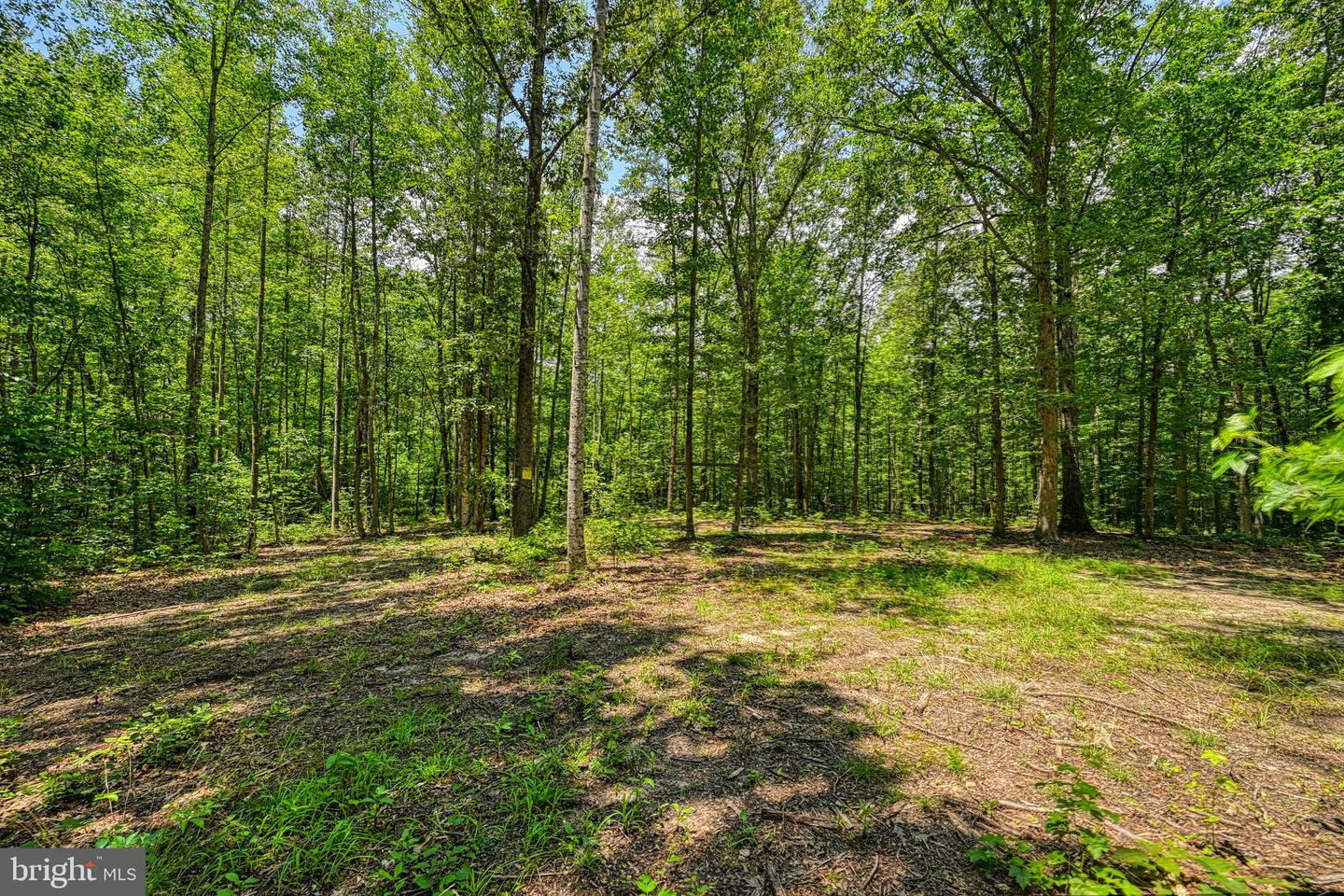 JOHNSON RD, MINERAL, Virginia 23117, ,Land,For sale,JOHNSON RD,VALA2008162 MLS # VALA2008162