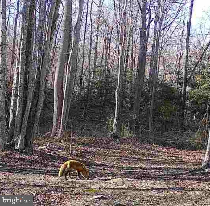 JOHNSON RD, MINERAL, Virginia 23117, ,Land,For sale,JOHNSON RD,VALA2008162 MLS # VALA2008162