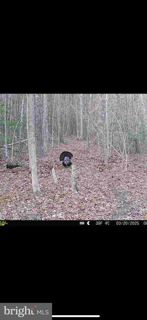 JOHNSON RD, MINERAL, Virginia 23117, ,Land,For sale,JOHNSON RD,VALA2008162 MLS # VALA2008162