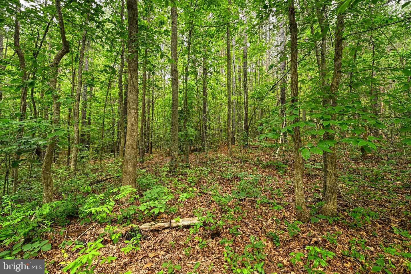 JOHNSON RD, MINERAL, Virginia 23117, ,Land,For sale,JOHNSON RD,VALA2008162 MLS # VALA2008162