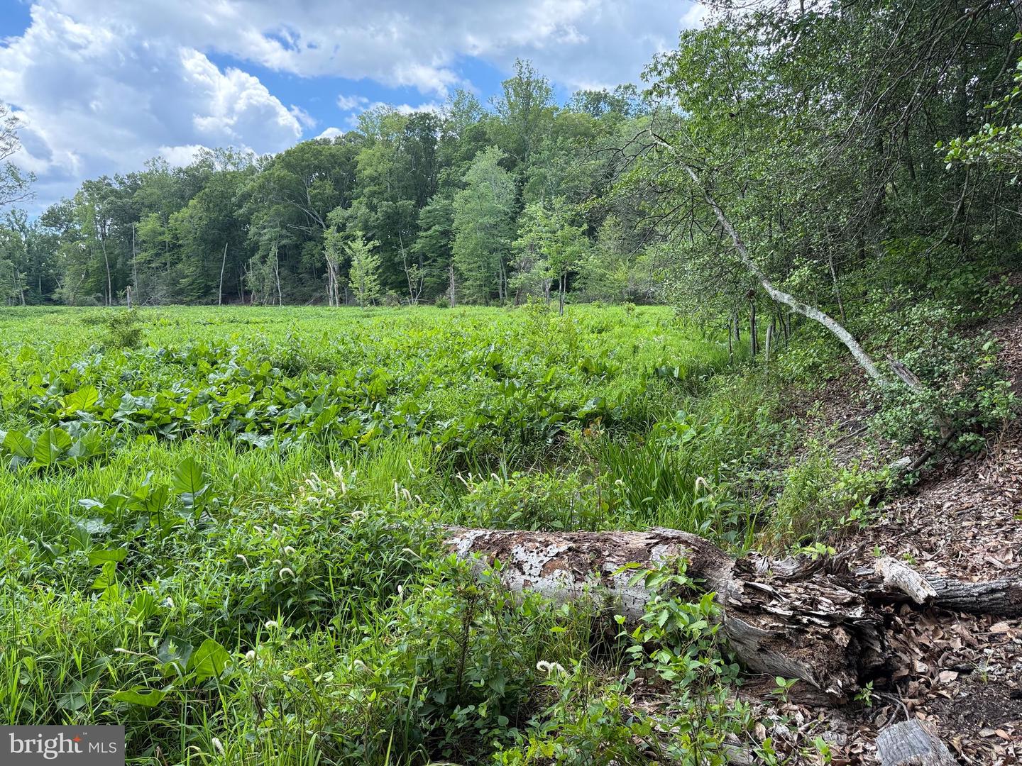 16280 RIDGE RD, KING GEORGE, Virginia 22485, ,Farm,For sale,16280 RIDGE RD,VAKG2006700 MLS # VAKG2006700