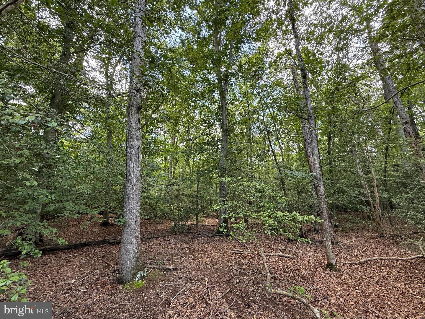 16280 RIDGE RD, KING GEORGE, Virginia 22485, ,Farm,For sale,16280 RIDGE RD,VAKG2006700 MLS # VAKG2006700