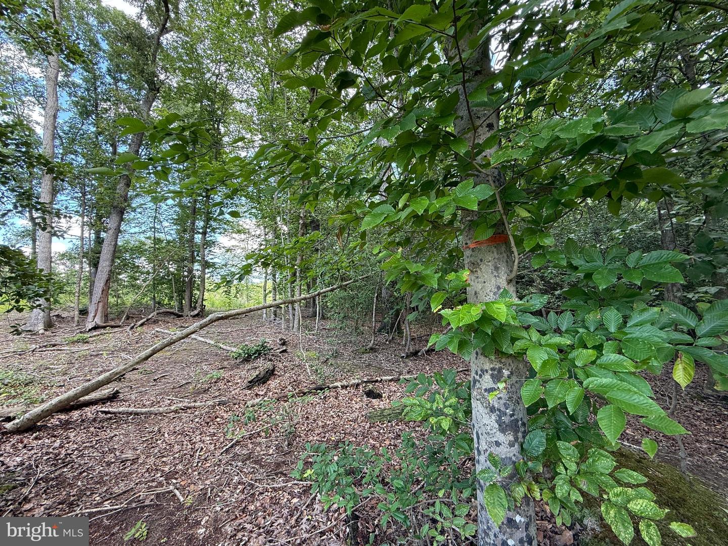 16280 RIDGE RD, KING GEORGE, Virginia 22485, ,Farm,For sale,16280 RIDGE RD,VAKG2006700 MLS # VAKG2006700