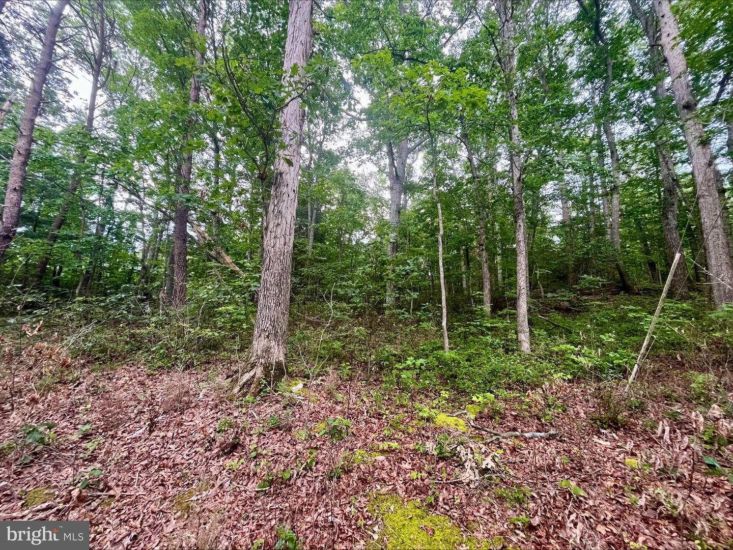 OAK LANE, LURAY, Virginia 22835, ,Land,For sale,OAK LANE,VAPA2005118 MLS # VAPA2005118