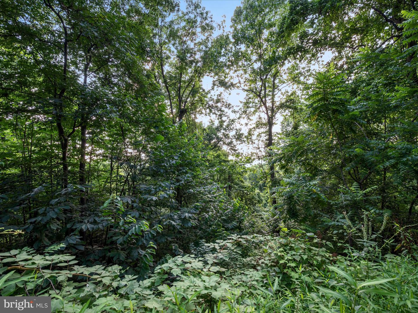 LOT 25 DOOM PEAK RD, LINDEN, Virginia 22642, ,Land,For sale,LOT 25 DOOM PEAK RD,VAWR2011672 MLS # VAWR2011672