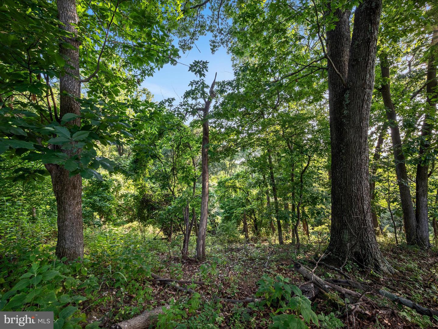 LOT 25 DOOM PEAK RD, LINDEN, Virginia 22642, ,Land,For sale,LOT 25 DOOM PEAK RD,VAWR2011672 MLS # VAWR2011672