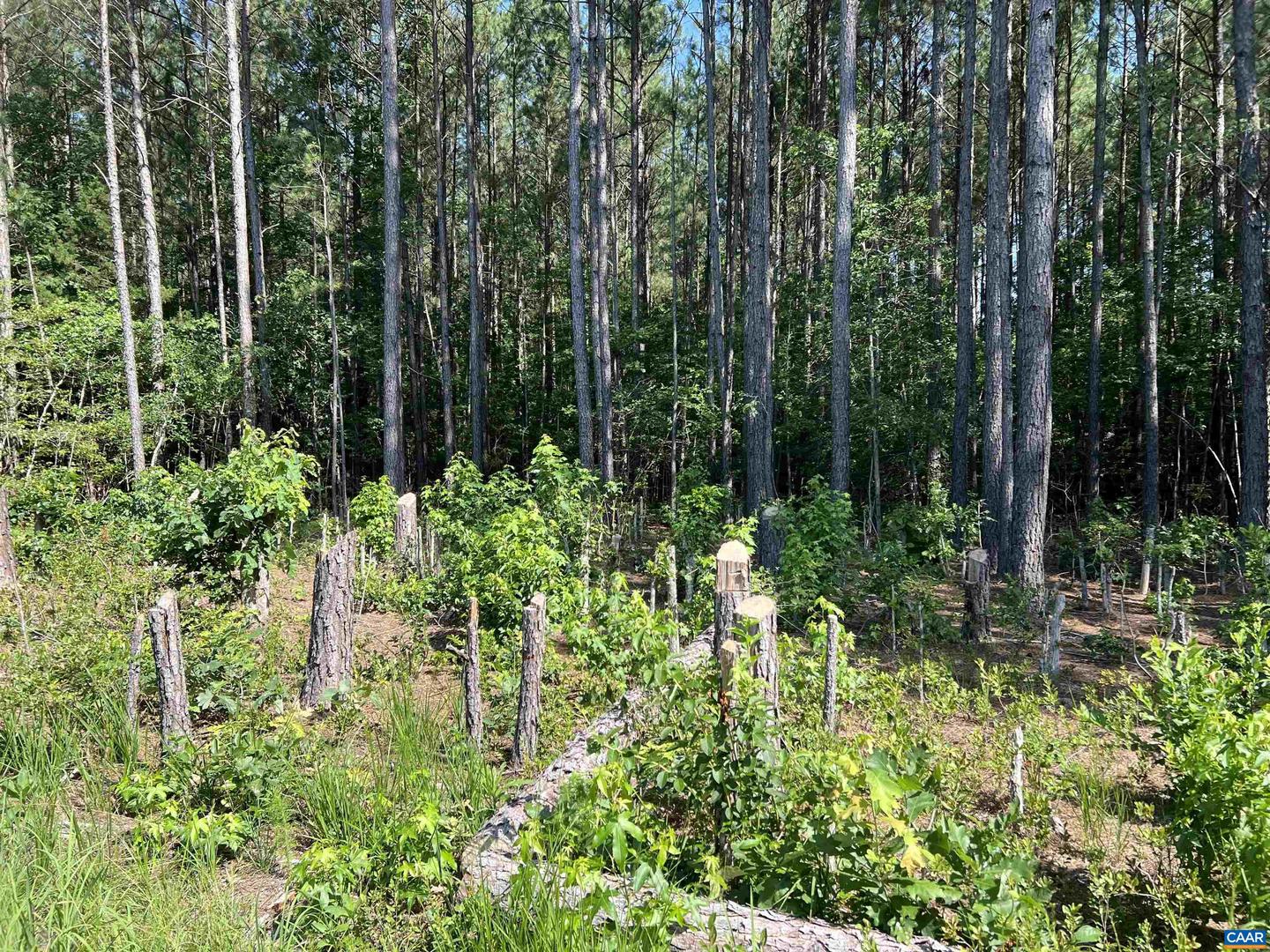 2411 RICHMOND RD #0, AMELIA COURT HOUSE, Virginia 23002, ,Land,For sale,2411 RICHMOND RD #0,666390 MLS # 666390