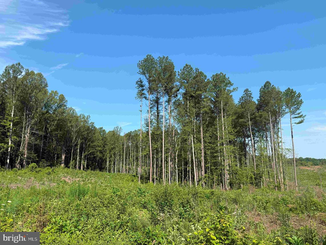 BANNISTER TOWN ROAD (TRACT DTOF LOUISA), LOUISA, Virginia 23093, ,Farm,For sale,BANNISTER TOWN ROAD (TRACT DTOF LOUISA),VALA2008244 MLS # VALA2008244