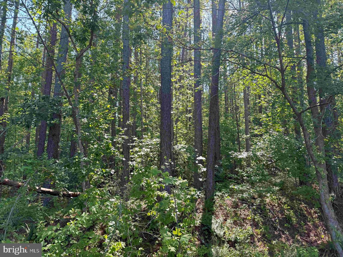 BANNISTER TOWN ROAD (TRACT DTOF LOUISA), LOUISA, Virginia 23093, ,Farm,For sale,BANNISTER TOWN ROAD (TRACT DTOF LOUISA),VALA2008244 MLS # VALA2008244