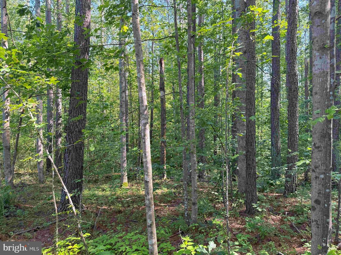 BANNISTER TOWN ROAD (TRACT DTOF LOUISA), LOUISA, Virginia 23093, ,Farm,For sale,BANNISTER TOWN ROAD (TRACT DTOF LOUISA),VALA2008244 MLS # VALA2008244
