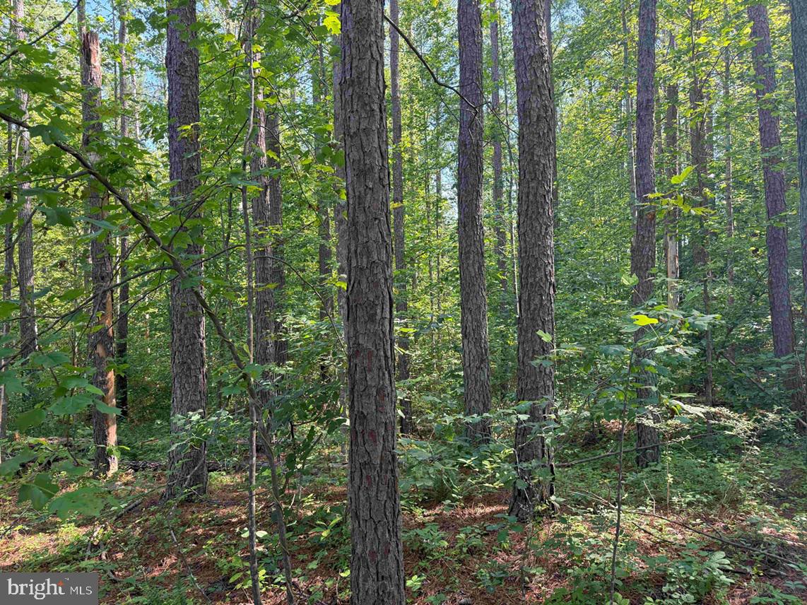 BANNISTER TOWN ROAD (TRACT DTOF LOUISA), LOUISA, Virginia 23093, ,Farm,For sale,BANNISTER TOWN ROAD (TRACT DTOF LOUISA),VALA2008244 MLS # VALA2008244