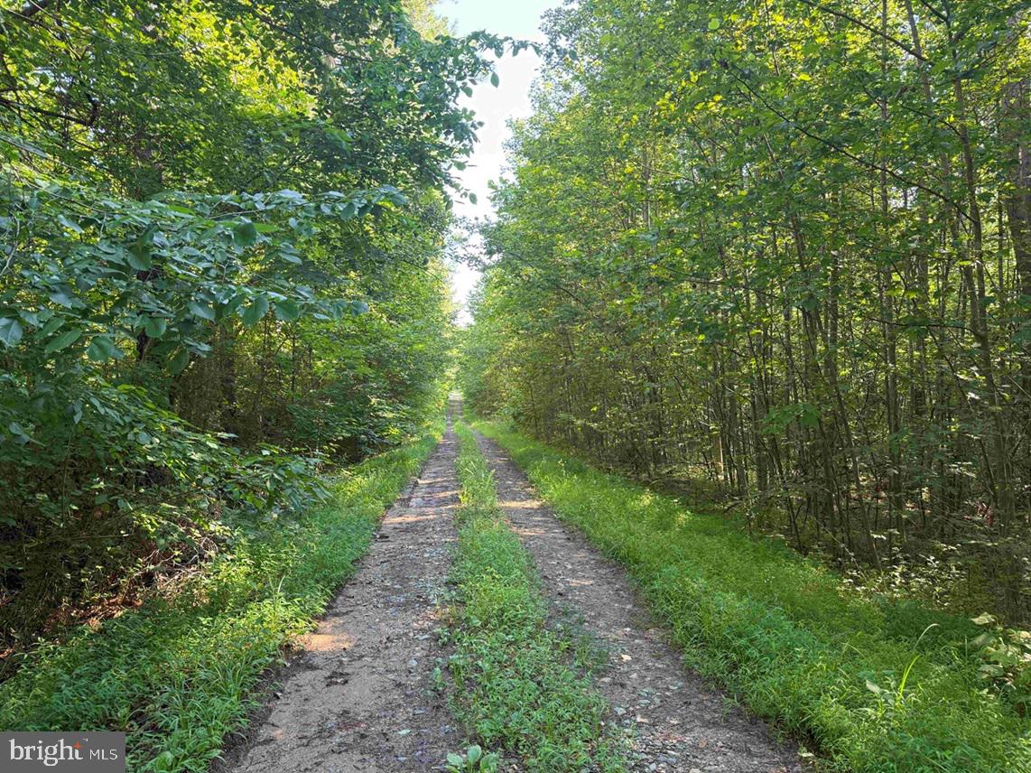 BANNISTER TOWN ROAD (TRACT DTOF LOUISA), LOUISA, Virginia 23093, ,Farm,For sale,BANNISTER TOWN ROAD (TRACT DTOF LOUISA),VALA2008244 MLS # VALA2008244