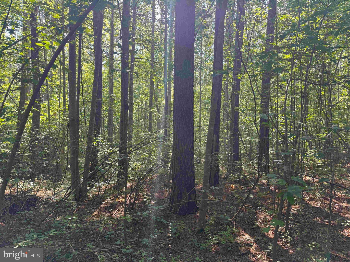 BANNISTER TOWN ROAD (TRACT DTOF LOUISA), LOUISA, Virginia 23093, ,Farm,For sale,BANNISTER TOWN ROAD (TRACT DTOF LOUISA),VALA2008244 MLS # VALA2008244