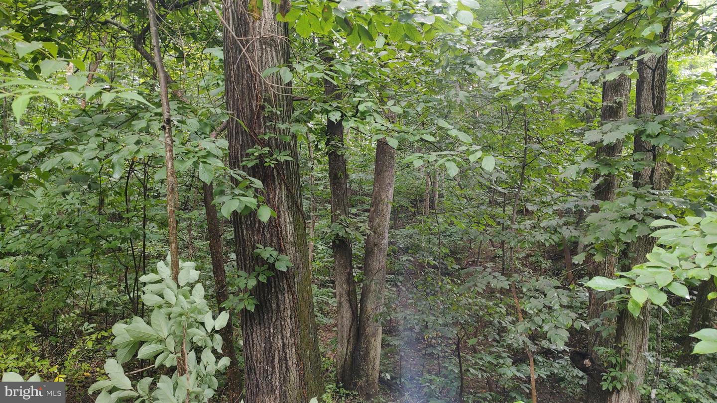 LOT 10 MAGNOLIA DR, FRONT ROYAL, Virginia 22630, ,Land,For sale,LOT 10 MAGNOLIA DR,VAWR2011688 MLS # VAWR2011688