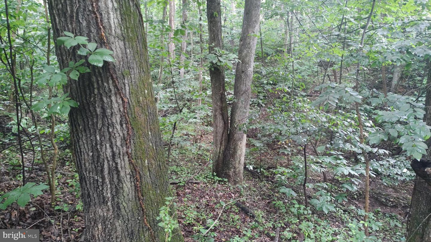 LOT 10 MAGNOLIA DR, FRONT ROYAL, Virginia 22630, ,Land,For sale,LOT 10 MAGNOLIA DR,VAWR2011688 MLS # VAWR2011688