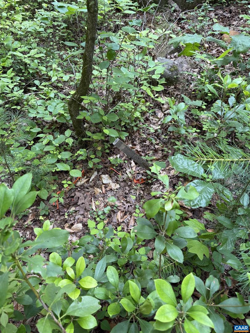 TBD BUDDYS PLACE LN, EARLYSVILLE, Virginia 22936, ,Land,For sale,TBD BUDDYS PLACE LN,666757 MLS # 666757
