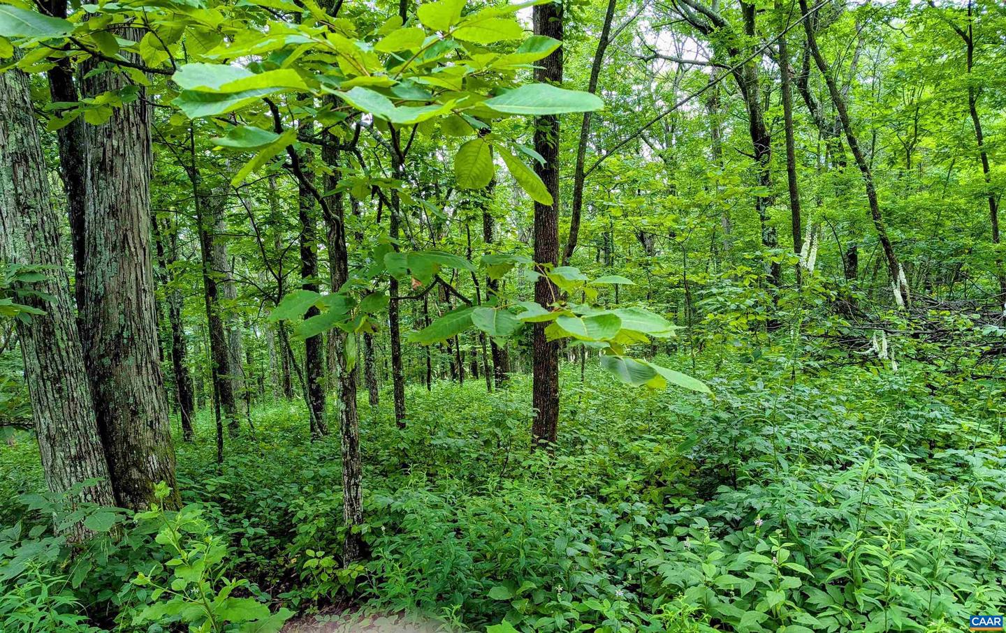 224 CEDAR DR #HICKORY RIDGE LOT 2, ROSELAND, Virginia 22958, ,Land,For sale,224 CEDAR DR #HICKORY RIDGE LOT 2,666760 MLS # 666760