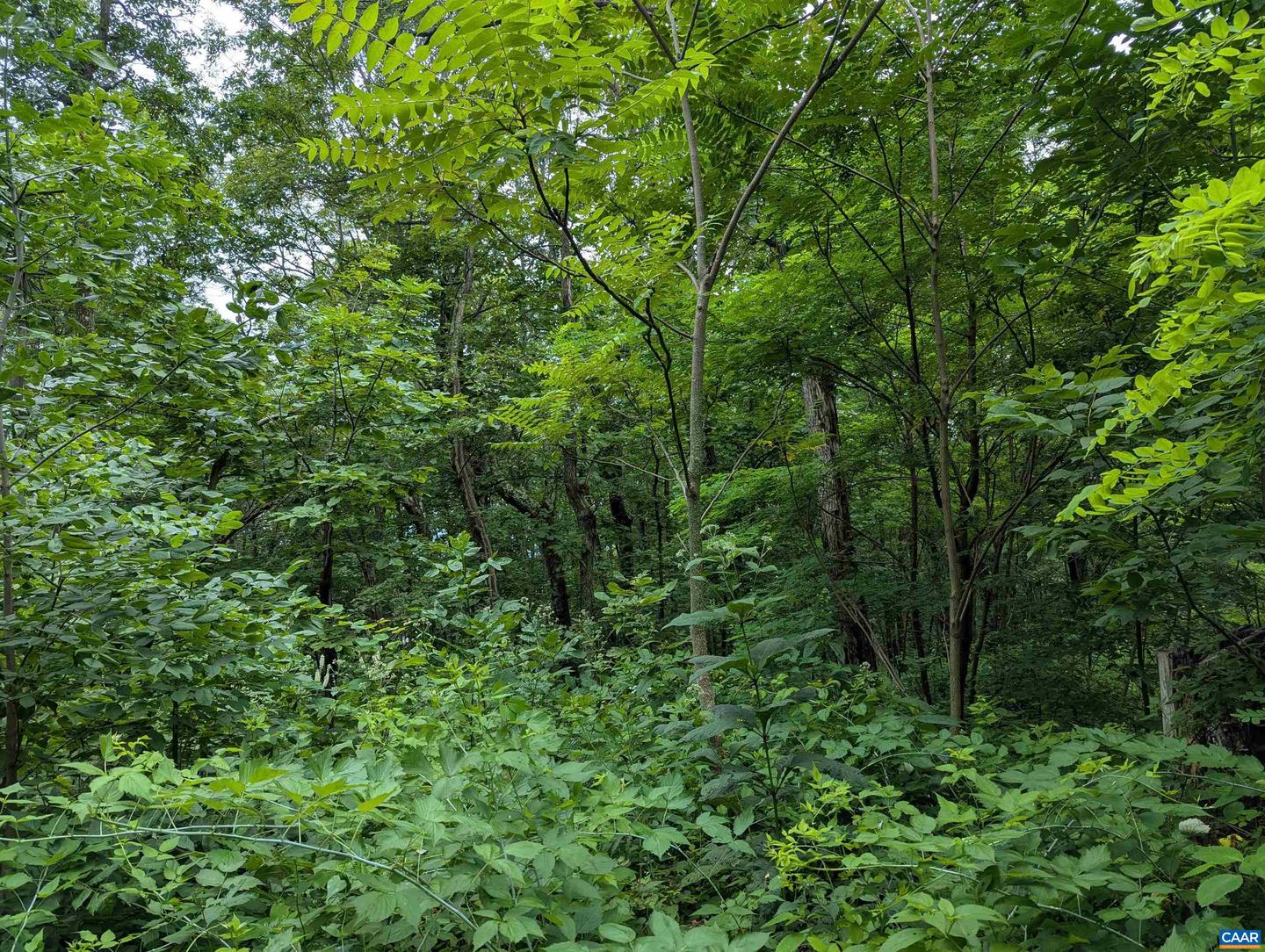 224 CEDAR DR #HICKORY RIDGE LOT 2, ROSELAND, Virginia 22958, ,Land,For sale,224 CEDAR DR #HICKORY RIDGE LOT 2,666760 MLS # 666760