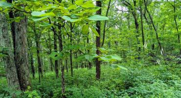 224 CEDAR DR #HICKORY RIDGE LOT 2, ROSELAND, Virginia 22958, ,Land,For sale,224 CEDAR DR #HICKORY RIDGE LOT 2,666760 MLS # 666760