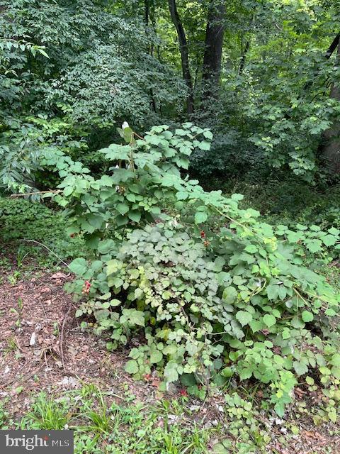 61 MOUNT MARSHALL RD, WASHINGTON, Virginia, 3 Bedrooms Bedrooms, ,2 BathroomsBathrooms,Residential,61 MOUNT MARSHALL RD,VARP2002182 MLS # VARP2002182