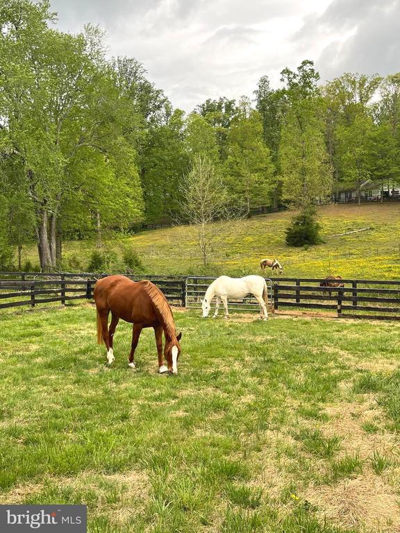 18691 SPRINGS RD, JEFFERSONTON, Virginia 22724, 4 Bedrooms Bedrooms, ,3 BathroomsBathrooms,Residential,18691 SPRINGS RD,VACU2010874 MLS # VACU2010874
