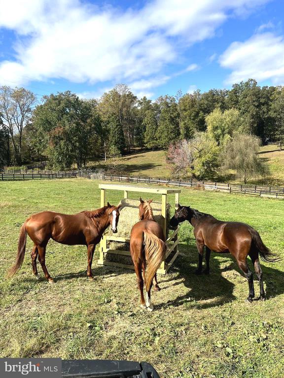 18691 SPRINGS RD, JEFFERSONTON, Virginia 22724, 4 Bedrooms Bedrooms, ,3 BathroomsBathrooms,Residential,18691 SPRINGS RD,VACU2010874 MLS # VACU2010874
