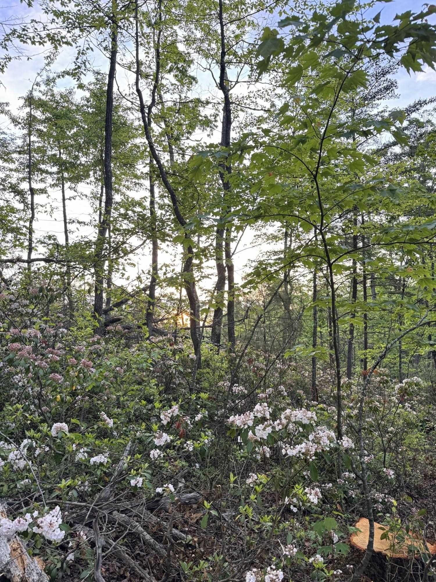 TBD STRIBLING SPRINGS RD, MOUNT SOLON, Virginia 22843, ,Land,TBD STRIBLING SPRINGS RD,666793 MLS # 666793