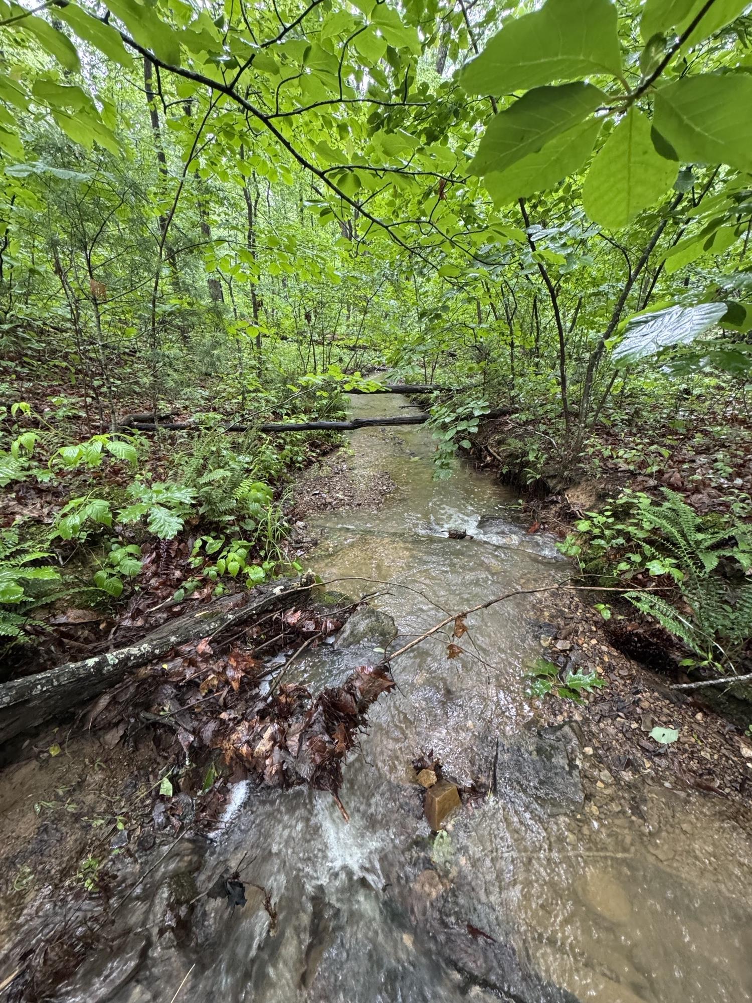 TBD STRIBLING SPRINGS RD, MOUNT SOLON, Virginia 22843, ,Land,TBD STRIBLING SPRINGS RD,666793 MLS # 666793