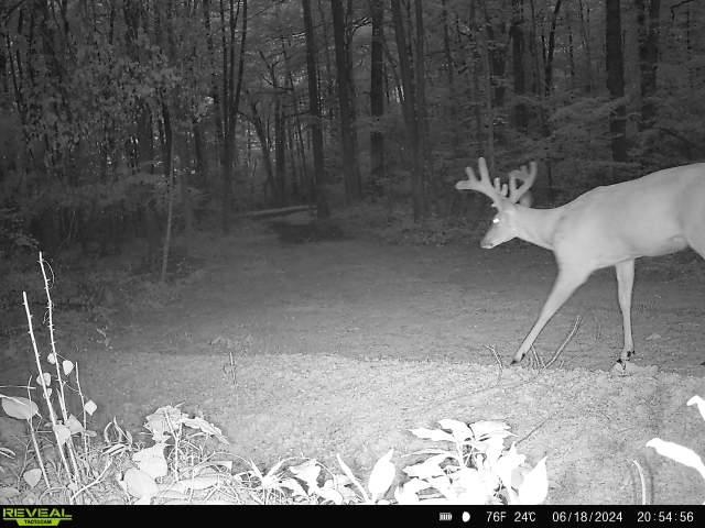 TBD STRIBLING SPRINGS RD, MOUNT SOLON, Virginia 22843, ,Land,TBD STRIBLING SPRINGS RD,666793 MLS # 666793